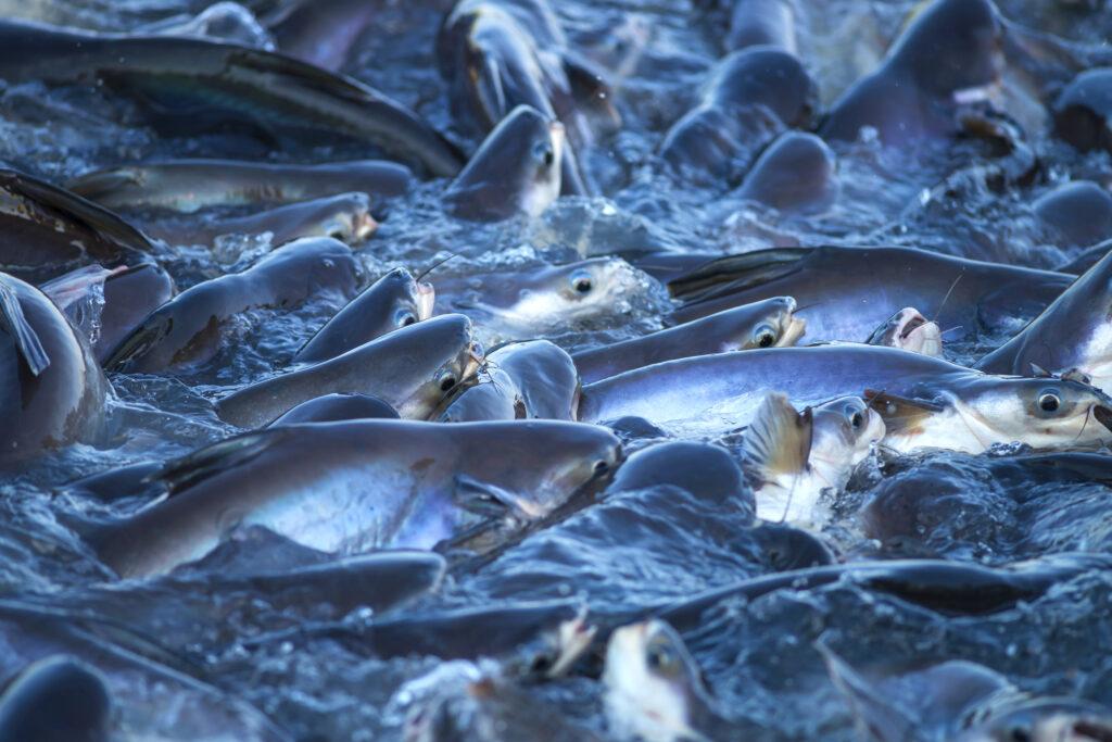 Pangasius export by the end of October.2022